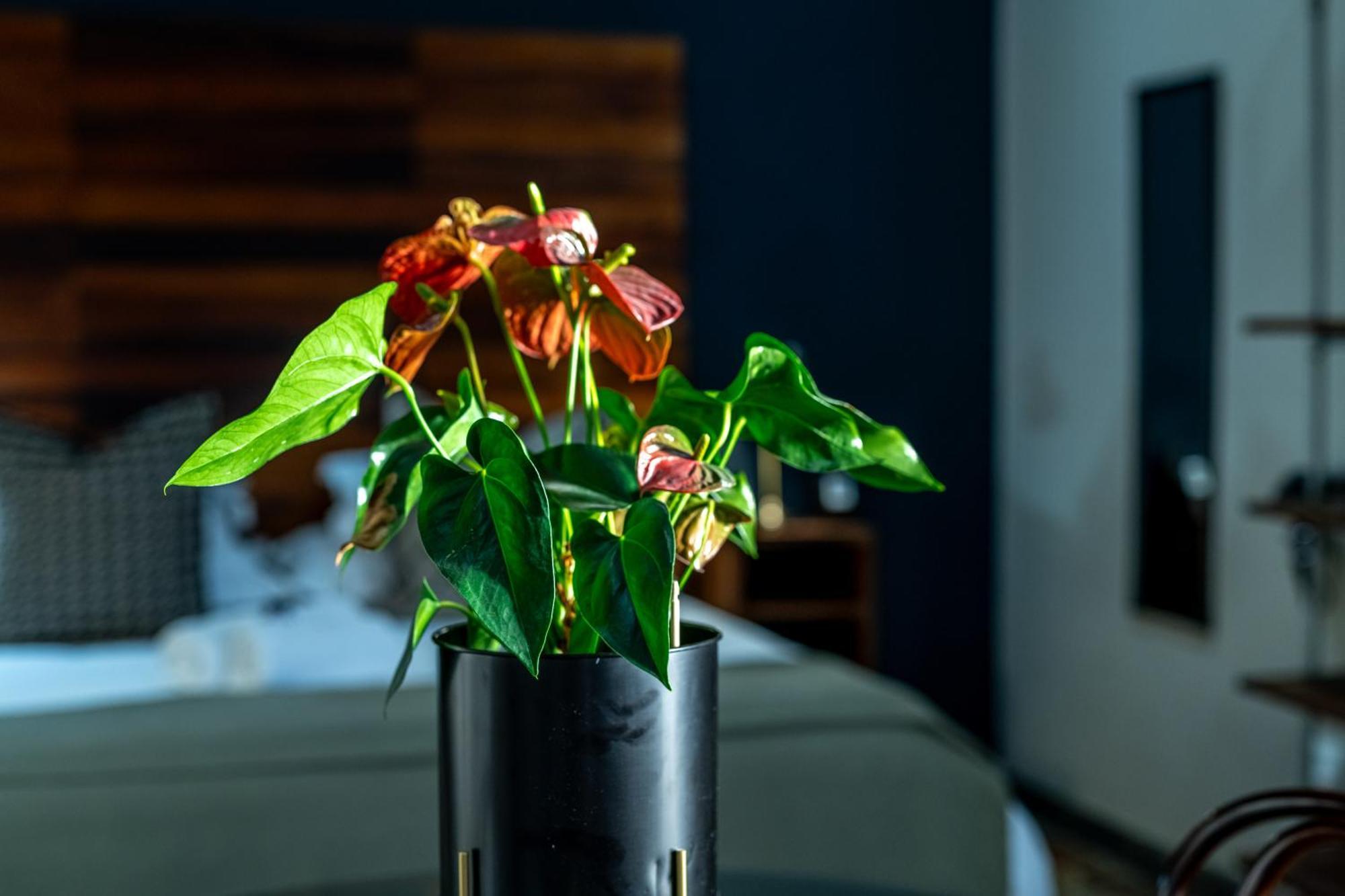 Blue Rain Guest House Блоемфонтейн Екстериор снимка
